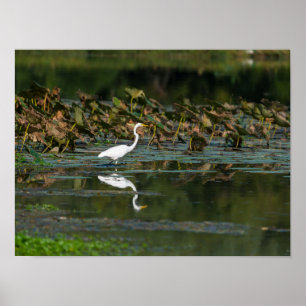 White Egret Reflection Poster