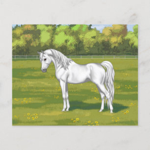 White Egyptian Arabian Horse in Summer Pasture