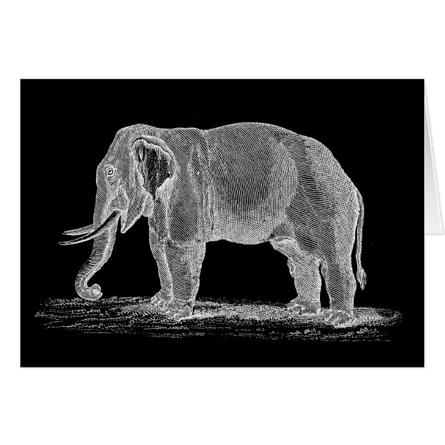 White Elephant Vintage 1800s Illustration (Front Horizontal)