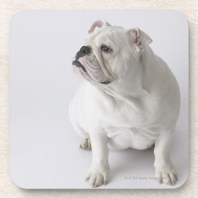 White English Bulldog Coaster (Front)