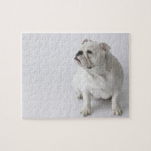 White English Bulldog Jigsaw Puzzle