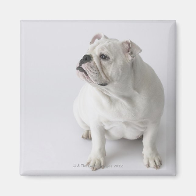 White English Bulldog Magnet (Front)