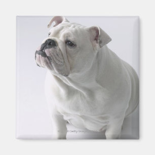 White English Bulldog sitting in studio, Magnet
