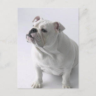 White English Bulldog sitting in studio, Postcard