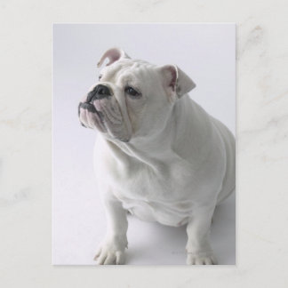 White English Bulldog sitting in studio, Postcard