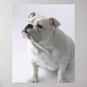 White English Bulldog sitting in studio, Poster