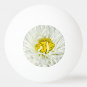 White English Daisy Flower Ping Pong Ball