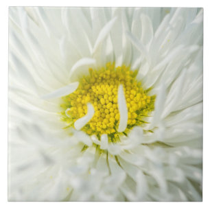 White English Daisy Flower Tile