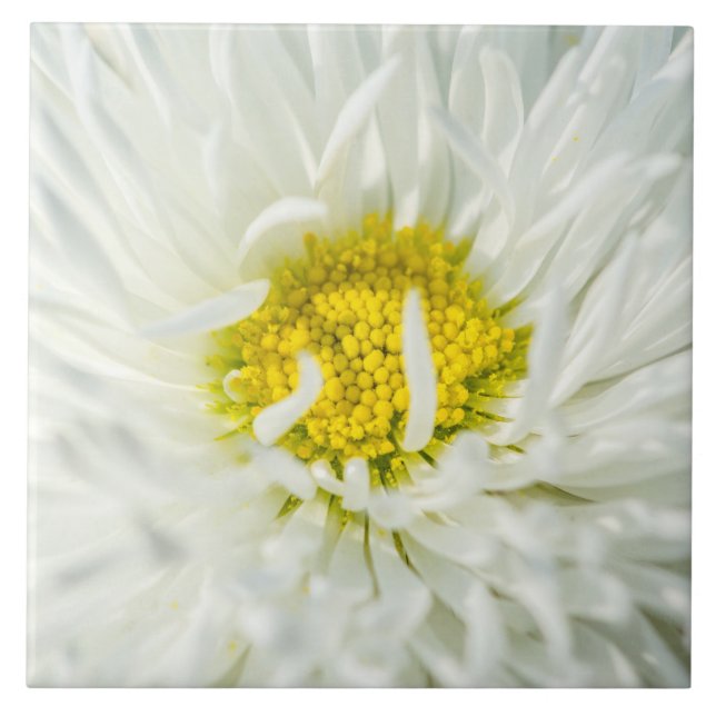 White English Daisy Flower Tile (Front)