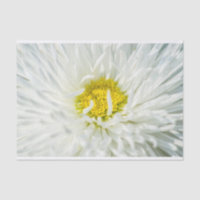 White English Daisy Flower