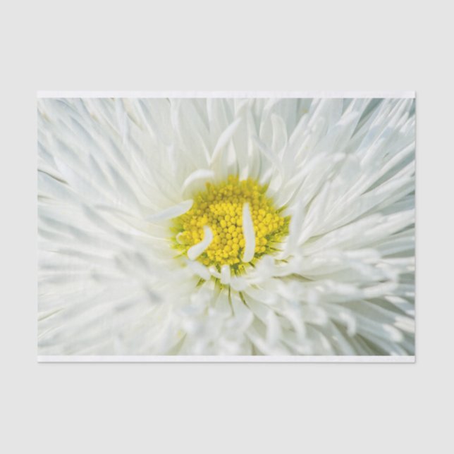 White English Daisy Flower Tissue Paper (Front)