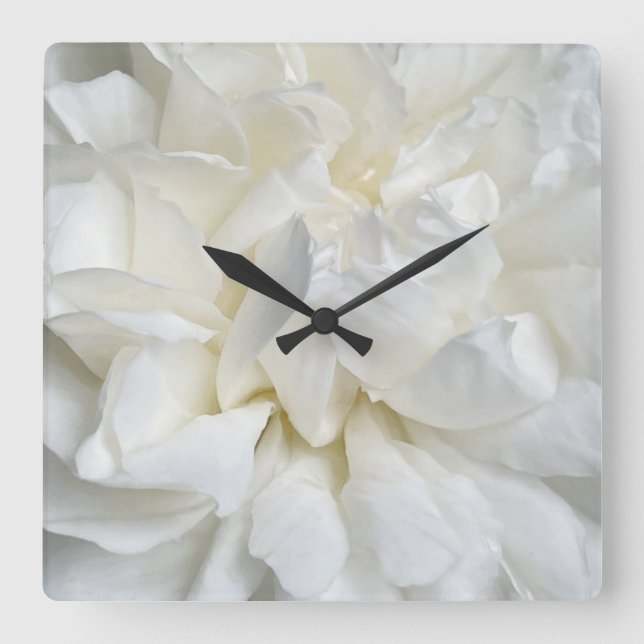 White English rose closeup Square Wall Clock (Front)