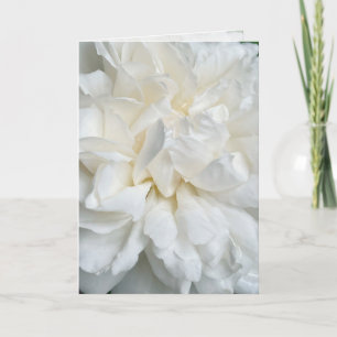 White English rose closeup wedding card