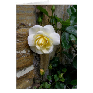 White English Rose Photograph Greeting Card