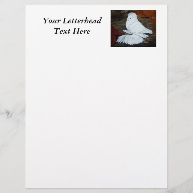 White English Trumpeter Pigeon (Front)