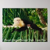 White Face Monkey Costa Rica