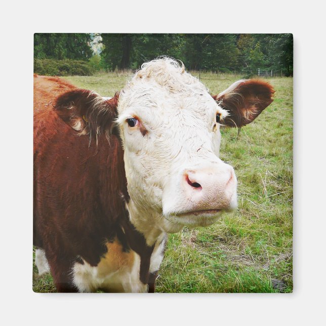White Faced Beef Cow Magnet (Front)