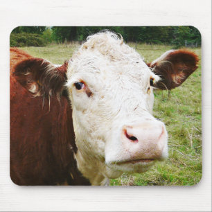 White Faced Beef Cow Mouse Pad