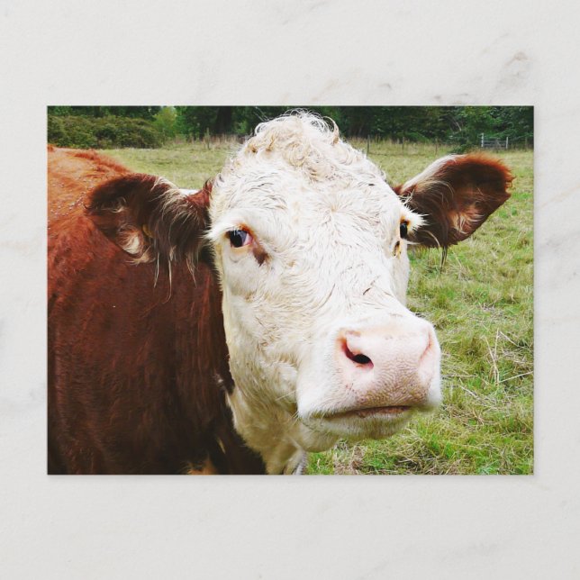 White Faced Beef Cow Postcard (Front)