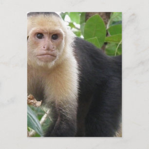White Faced Capuccin Monkey Postcard