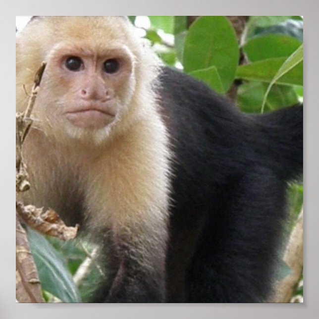 White Faced Capuccin Monkey Poster Print (Front)