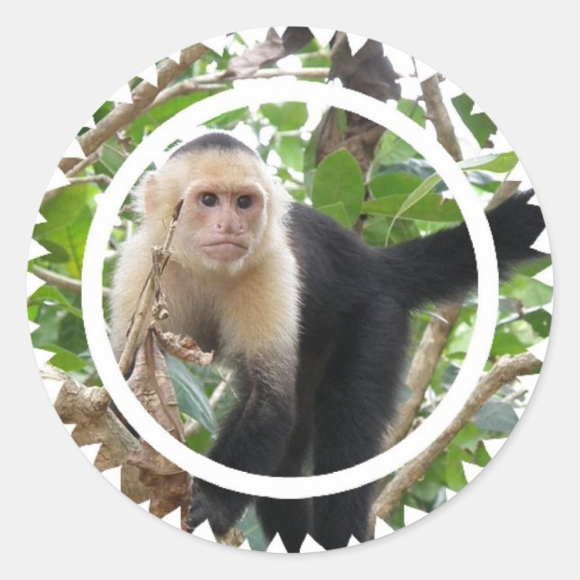 White Faced Capuccin Monkey Stickers (Front)
