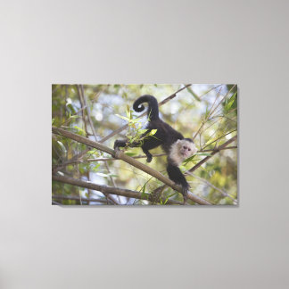 White-Faced Capuchin, Guanacaste, Costa Rica Canvas Print
