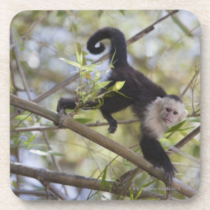 White-Faced Capuchin, Guanacaste, Costa Rica Coaster