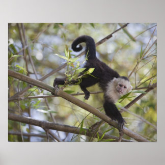 White-Faced Capuchin, Guanacaste, Costa Rica Poster
