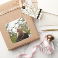White Faced Capuchin Monkey Photography