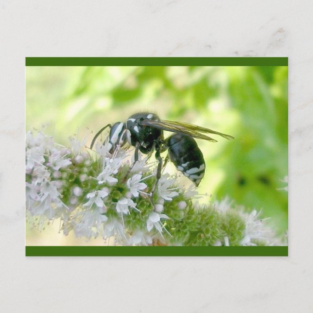 White-Faced Hornet Postcard (Front)