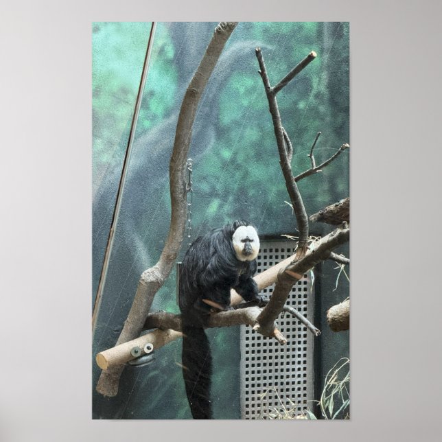 White-faced Saki Monkey Poster (Front)