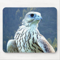 White falcon