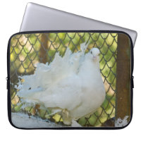 White fantail pigeon