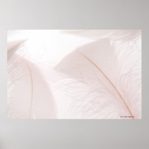 White feathers poster