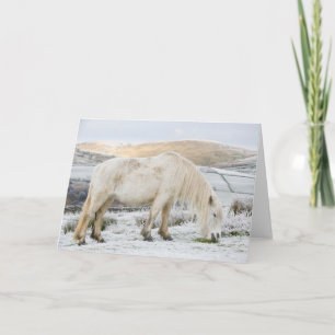 White Fell Pony on Moorland in Winter Card