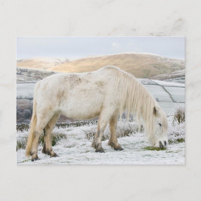 White Fell Pony on Moorland in Winter Postcard (Front)