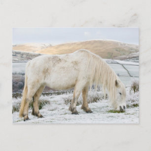 White Fell Pony on Moorland in Winter Postcard