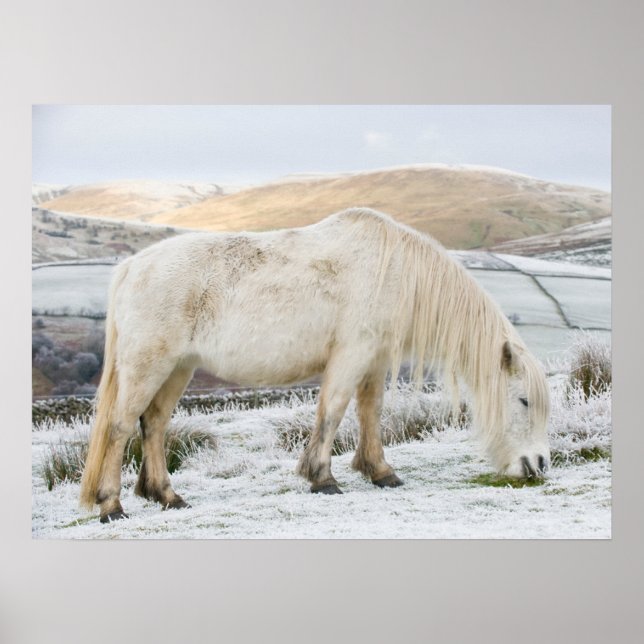 White Fell Pony on Moorland in Winter Poster (Front)