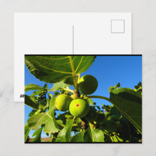 White Figs Blue Sky Postcard