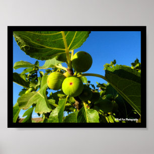 White Figs Blue Sky Poster