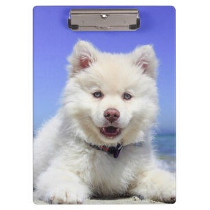 White Finnish Lapphund Puppy Cute Clipboard