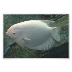 White Fish Photo Print