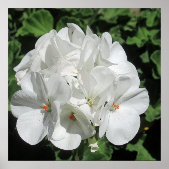 White Floral Photography  Poster (Front)