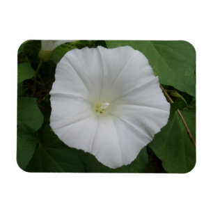 White Flower 3"x4" Magnet