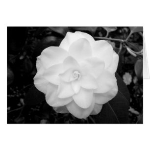 White Flower. (Black and White)