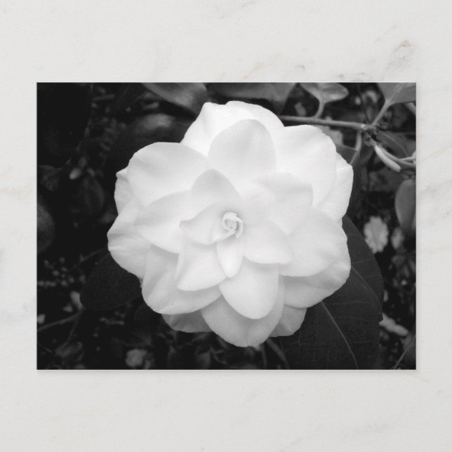 White Flower. (Black and White) Postcard (Front)