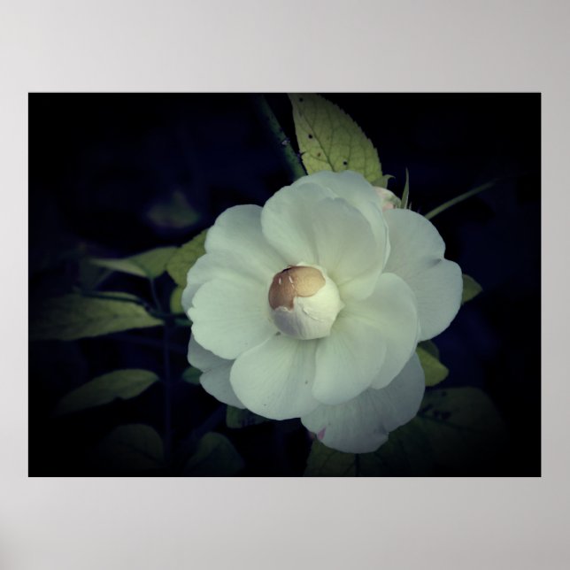 White Flower Blossom Poster (Front)