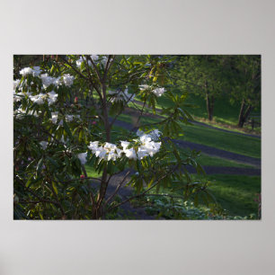 White Flower Bush Poster 