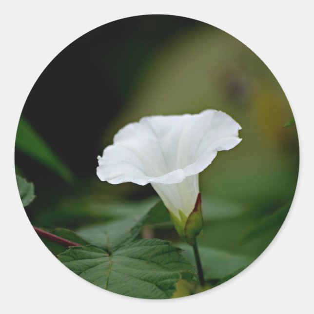 White Flower Classic Round Sticker (Front)